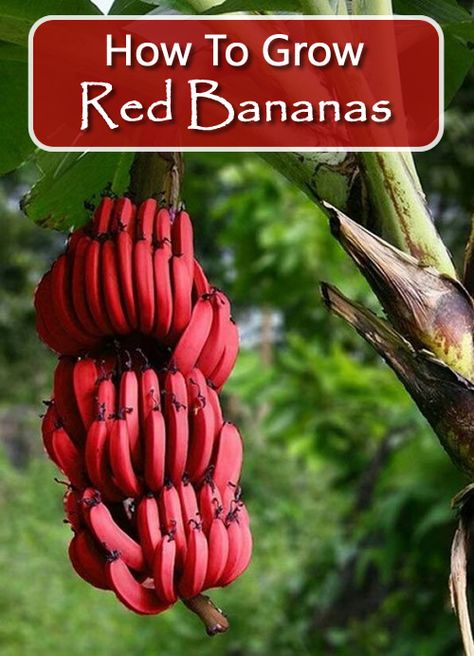 How To Grow Red Bananas - in your backyard... #gardening #bananas #homestead #homesteading Red Banana Plant, Red Banana Tree, Growing Bananas, Homestead Lifestyle, How To Grow Bananas, Weird Fruit, Growing Mushrooms At Home, Red Banana, Greenhouse Farming