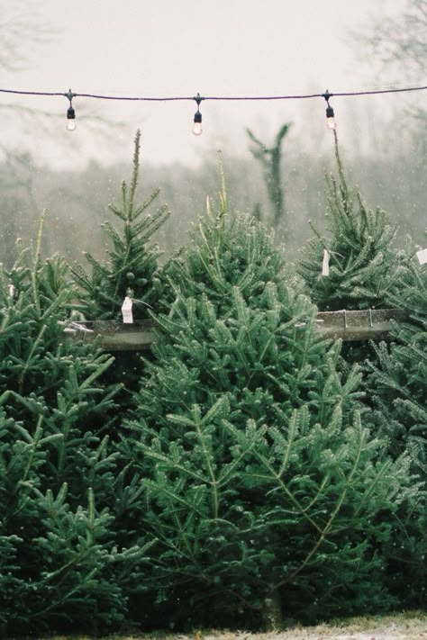 The Old Farm Christmas Tree Place in Maine ; Gardenista Christmas Time Is Here, Winter Vibes, Tree Farm, Christmas Tree Farm, Noel Christmas, Merry Little Christmas, Tree Farms, Christmas Mood, Holiday Inspiration