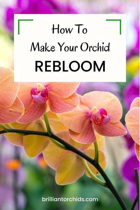 Bright orange orchid blooms Care For Orchids After Blooming, Repot Orchids How To, How To Make Orchids Bloom Again, Orchid Care For Beginners, How To Revive An Orchid, Orchid Rescue, Orchids Care For Beginners, Orchid Care Rebloom, Orchid Rebloom