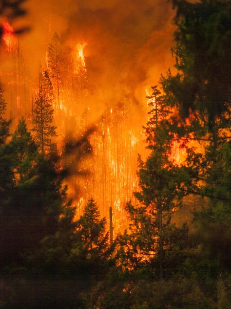 Fire Concept, Burning Forest, Forest Fire Aesthetic, Forest After Fire, Forest Fire Pictures, Forest On Fire Aesthetic, Klamath National Forest, Forest On Fire Painting, Happy Camp