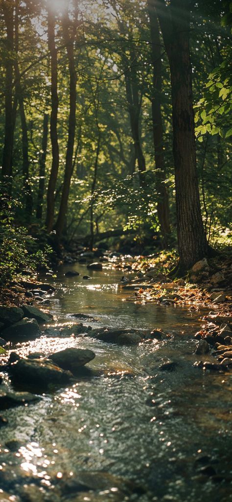 Nature Real Photos, Forest Screensaver, Wood Wallpaper Iphone, Stream Aesthetic, Forest Wallpaper Iphone, Woodland Aesthetic, Woods Landscape, Woods Wallpaper, Woods Photography