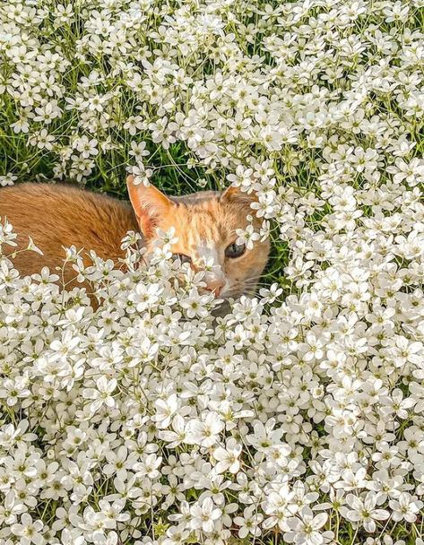 Wallpaper Gatos, Gatto Carino, Weird Plants, Cat Tattoo Designs, Anime Cat, Cat Aesthetic, Cat Painting, Animal Wallpaper, Beautiful Cat