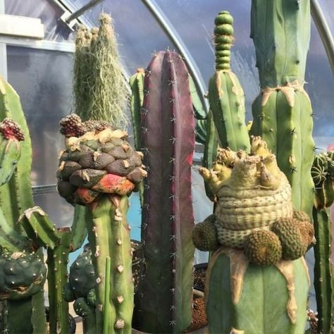 Grafted cactus. It's a thing. Cactus Grafting, Funny Valentines Day Cards, Grafted Cactus, Succulent Landscape Design, Rock Garden Plants, Funny Valentines Day, Valentines Day Cards, Edible Landscaping, Funny Valentines