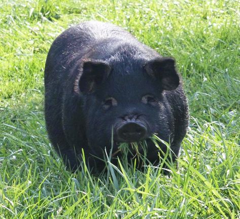 Hog Farm, Pig Breeds, Raising Pigs, Black Pig, Urban Chickens, Farm Fun, Chicken Garden, Pig Farming, Pet Pigs