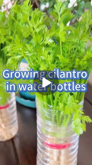 SeedToHarvest on Instagram: "#garden #gardening #planting #cilantro #gardeningtips #hydroponic #herbs" Hydroponics Diy Indoor, Planting Cilantro, Kitchen Herb Garden Indoor, Cilantro Garden, Hydroponic Herbs, Grow Cilantro Indoors, Plant Food Diy, Hydroponic Gardening Diy, Grow Cilantro