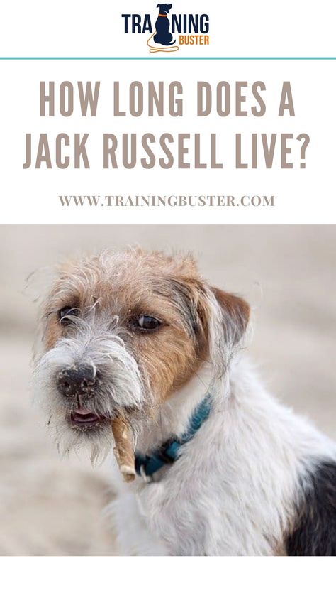 Jack Russell Funny, Jack Russell Terrier Mix, Jack Russell Puppies, Jack Russell Dogs, Jack Russell Terriers, Terrier Mix Dogs, Jack Russells, Dog Info, Russell Terrier