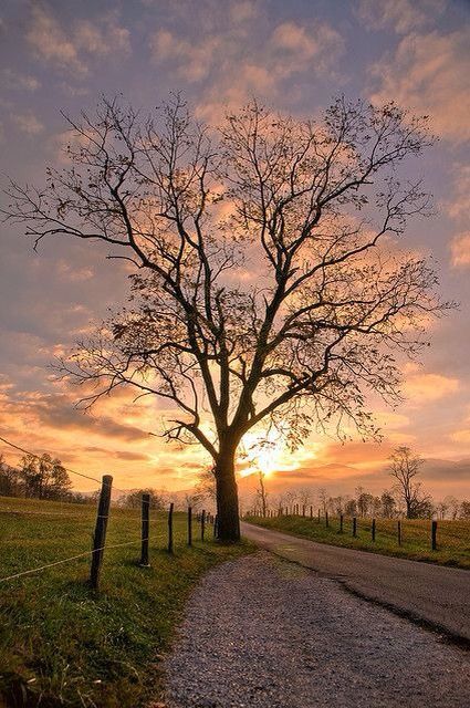 Cades Cove, Great Smoky Mountains National Park, Smoky Mountain National Park, Alam Yang Indah, Great Smoky Mountains, Beautiful Tree, Smoky Mountains, Nature Beauty, Beautiful World