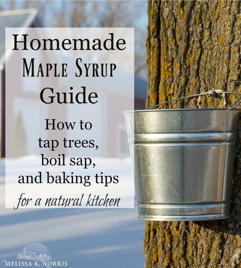 How To Make Maple Syrup, Easy Blueberry Crumble, Diy Maple Syrup, Tree Tapping, Make Syrup, Maple Tapping, Tapping Maple Trees, Homemade Maple Syrup, Maple Sugaring