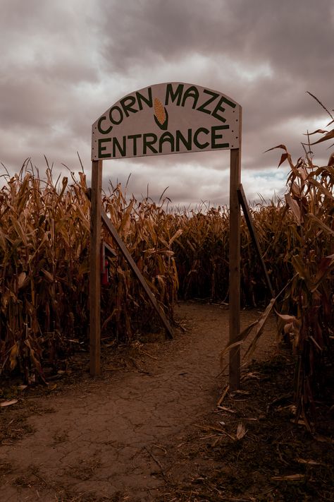 cloudy day at the corn maze entrance, surrounded by dried dead corn Corn Maze Fall, Fall Festival Aesthetic, Catacombs Aesthetic, Corn Maze Aesthetic, Maze Aesthetic, Corn Aesthetic, Hay Maze, Haunted Corn Maze, Midwest Gothic