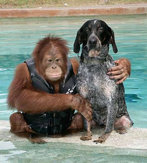 Best Friends. The Orangutan "adopted" his canine companion one day after the stray dog wondered onto the sanctuary where the monkey lived. Best friends ever since. Unlikely Animal Friends, Unlikely Friends, Animals Friendship, Hot Lingerie, Unusual Animals, Primates, Sweet Animals, Dog Gifs, Zoo Animals