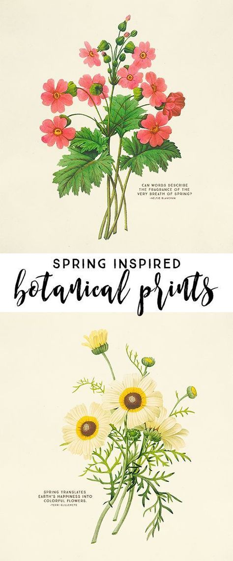 Free Plant Printables, Spring Printables Free, Botanical Printables, Pretty Printables, Spring Printables, Free Printable Wall Art, Cactus Wall Art, Vintage Botanical Prints, Printable Vintage