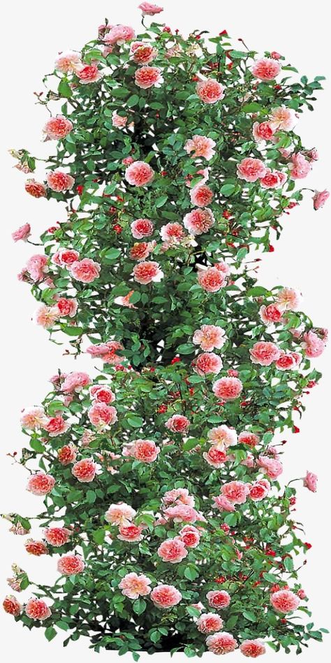 Pink Climbing Roses, Purple Climbing Roses, Roses Climbing, Plant Bed, Photoshop Landscape, Rose Plant Care, Landscape Architecture Graphics, Tree Photoshop, Climbing Flowers