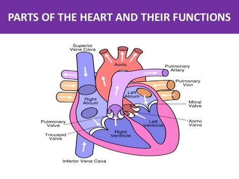 PARTS OF THE HEART AND THEIR FUNCTIONS Nursing Student Notes, Emt Study, Cardiac Sonography, Reference Study, Nurse Skills, Student Notes, Nursing School Essential, Basic Anatomy And Physiology, Nurse Study Notes