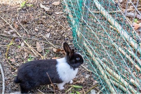 Are rabbits able to climb stairs, fences, and trees?  https://www.rabbitcaretips.com/can-rabbits-climb/ Climb Trees, Be Dangerous, Rabbits, Fun Workouts, Climbing, Fence, Stairs, Trees, Canning