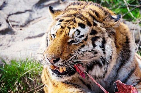 Tiger Eating Meat, Tiger Eating Prey, Lion Eating Prey, Tiger Eating, Lion Eating, Meat Drawing, Animal Eating, Tiger Photography, Elephant Shrew