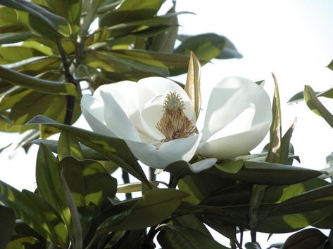 Magnolia Tree Types, Types Of Evergreen Trees, Southern Magnolia Tree, Evergreen Magnolia, Indoor Flowering Plants, Southern Magnolia, Willow Tree Figurines, Magnolia Tree, Cool Tree Houses