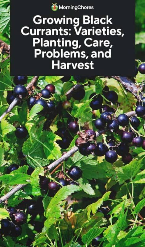 Black Currant Bush, Growing Currants, 7b Gardening, Black Currant Plant, Currant Plant, Blackberry Desserts, Blackberry Recipe, Blackberry Trellis, Blackberry Margarita Recipe