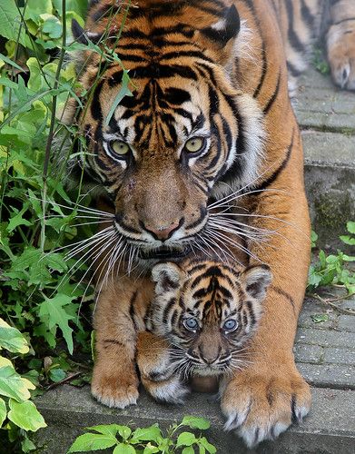 Young tiger cubs | Burgers' Zoo Arnhem | BurgersZoo | Flickr Baby Tigers, Tiger Claw, Tiger Cubs, Tiger Pictures, Exotic Cats, Tiger Cub, Majestic Animals, Cat Family, Cheetahs