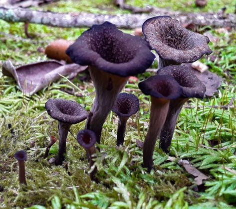 Black Trumpet Mushrooms, Trumpet Mushroom, Mushroom Plant, Lichen Moss, Mushroom Pictures, Growth And Decay, Garden Mushrooms, Slime Mould, Edible Mushrooms