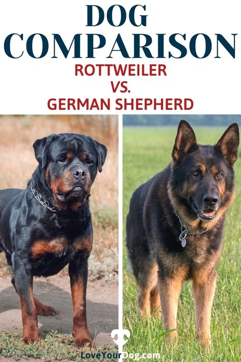 Rottweiler And German Shepherd, German Shepherd Rottweiler Mix, German Rottweiler Puppies, German Rottweiler, Guard Dog Breeds, Rottweiler Breed, Rare Dogs, Rottweiler Puppy, Rottweiler Love