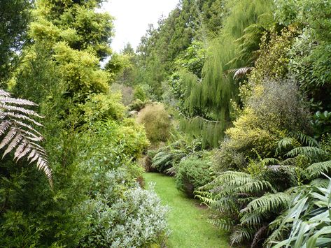 Garden Ideas Nz, New Zealand Garden, Nz Plants, Nz Garden, Native Plant Landscape, Background References, Sleep Number Bed, Bush Garden, Space Garden