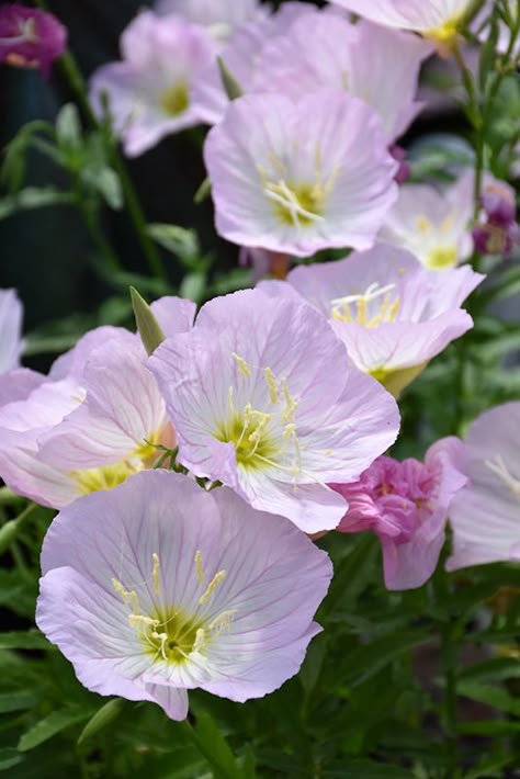 Siskiyou Mexican Evening Primrose (Oenothera berlandieri 'Siskiyou') at New Garden Landscaping & Nursery Primrose Flowers, Evening Primrose Flower, Primrose Flower, Designing A Garden, Landscape Nursery, Texas Garden, Flower References, Low Water Gardening, Walnut Grove