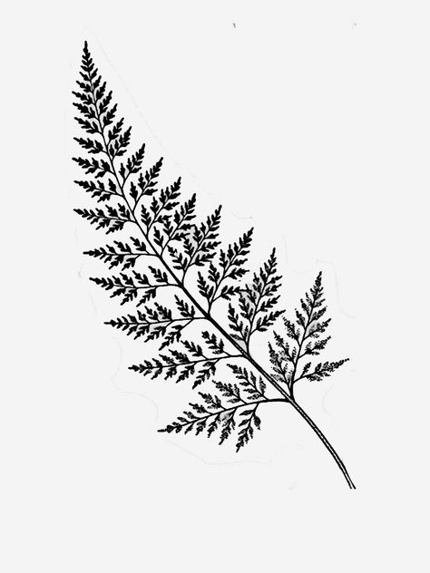 Fern Outline, Fern Sketch, Fern Tattoo Design, Fern Stencil, Fern Tattoo, Tattoo Filler, Fern Pattern, Bow Tattoo, Botanical Tattoo