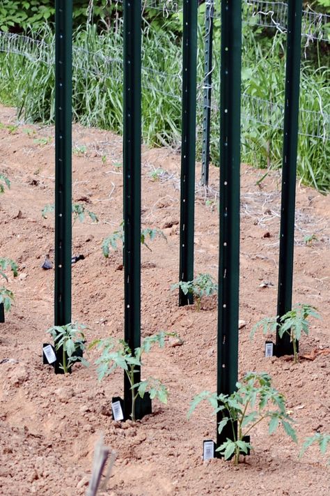 Tomato Trellis Raised Bed, Ideas For Tomato Cages, Sturdy Tomato Cages, Tomato Supports Ideas, Tomatoe Support Ideas Diy, Support For Tomatoes Plants, Tomato Plant Support Ideas, Supporting Tomato Plants, Best Way To Support Tomato Plants