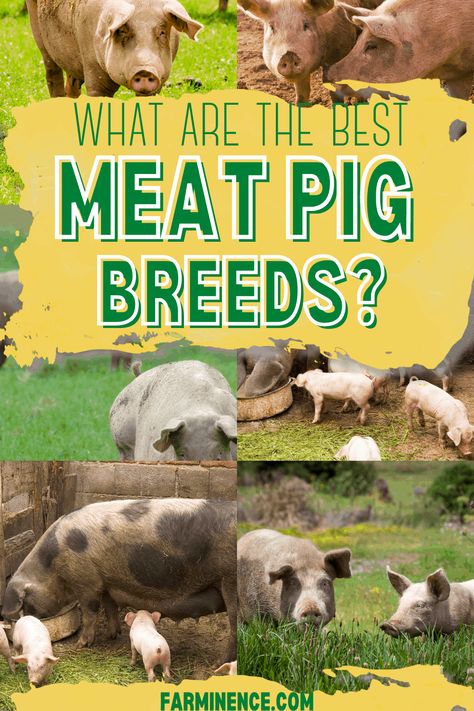 Pig Shelter, Kune Kune Pigs, Homesteading Animals, Pig Breeds, Raising Pigs, Raising Farm Animals, Pig Pen, Pig House, Homesteading Skills