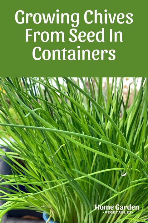 How To Plant Chives, Growing Chives From Seed, Planting Chives, Chives Growing, Growing Garlic In Containers, Grow Chives, Herbs In The Kitchen, Growing Chives, Herb Growing