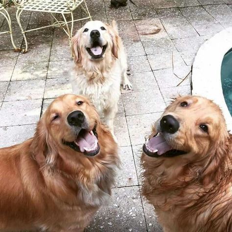 Happy trio Tessa Bailey, Three Dogs, Golden Retrievers, Dog Friends, Animals And Pets, Cute Puppies, Golden Retriever, Dog Cat, Vision Board