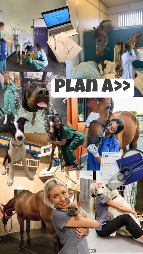 #vet#animal#horse#dogs#goals Equine Vet Tech Aesthetic, Vet Life Dream Job, Jobs Working With Animals, Equine Veterinary Aesthetic, Vet Job Aesthetic, Equine Veterinarian Aesthetic, Veterinary Doctor Aesthetic, Large Animal Vet Aesthetic, Small Animal Vet