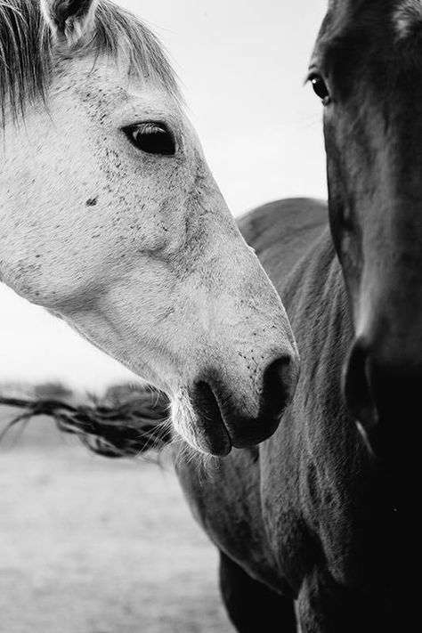 White Horse Photography, Horses Photography, Wild Horses Photography, Horse Art Print, Horse Wallpaper, All The Pretty Horses, Equine Photography, Horse Print, Pretty Horses