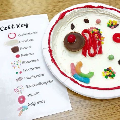 Candy Cell bodies Making A Cell Science Projects, Make A Cell Model, Model Of A Cell Projects, Cell Edible Project, Edible Cells Project, Animal Cell Model Edible, Edible Cell Project Ideas Animals, Edible Plant Cell Model, Biology Cell Project