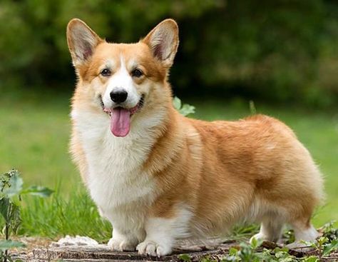 Corgi Dog Breed, Corgi Facts, Pembroke Welsh Corgi Puppies, Cute Corgi Puppy, Corgi Pictures, Welsh Corgi Puppies, Corgi Mix, Corgi Pembroke, Corgi Puppy