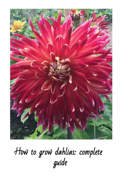 Bright red dahlia with layered petals in full bloom, with greenery and other flowers blurred in the background. Dahlia Growing, Dahlia Plant, How To Grow Dahlias, Dahlia Care, Dahlia Varieties, Grow Dahlias, Daffodils Planting, Plant Notes, Growing Dahlias