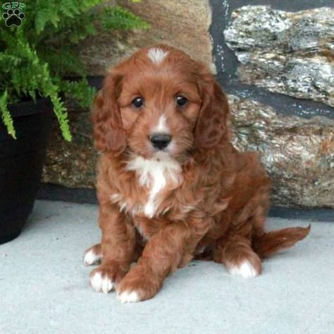 Sugar - Cavapoo Puppy For Sale in Pennsylvania Cavapoo Full Grown Mini, Cavapoo For Sale, Red Cavapoo Full Grown, Teacup Cavapoo Full Grown, Brown And White Cavapoo, Cavapoo Puppies For Sale, Puppy Finder, Greenfield Puppies, Cavapoo Puppies