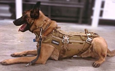 Top 180 Best Military Dog Names - The Ultimate List | The Paws Tactical Dog Harness, Dog Equipment, Military Working Dogs, Malinois Dog, Dog Harnesses, Military Dogs, Dog Vest Harness, Police Dogs, Belgian Malinois