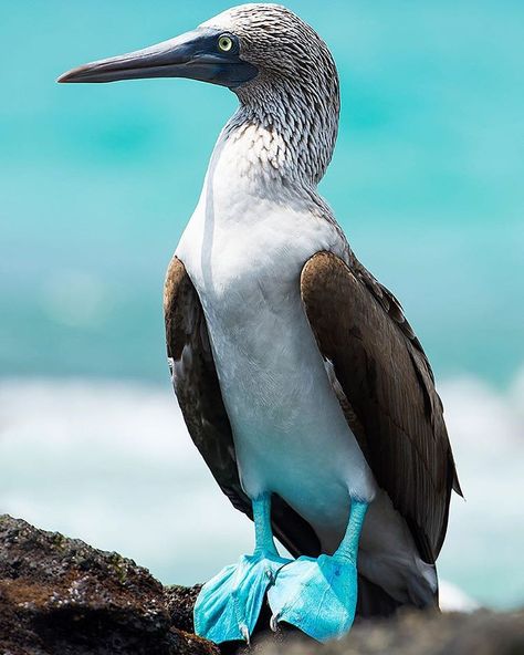 Booby Bird, Bird Facts, Tattoo Animal, Hawaii Photography, Bird Tattoo, Bird Wallpaper, Animal Sketches, Birds Tattoo, Sea Birds