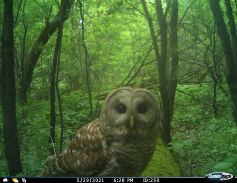 Trail Cam, Trail Cameras, Trail Camera, Camera Photos, Silly Animals, Love Animals, In The Woods, Me Core, My Aesthetic