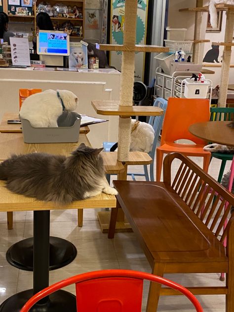 Cat Cafe Aesthetic, Cat Cafe Korea, Korea Cat Cafe, Cat Island Japan Aesthetic, Cat Cafe London, Summer Bingo, Cat Cafe Japan, Cat Cafe Tokyo, Cat Street Tokyo