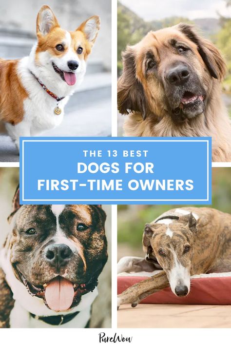 Best Dogs For First Time Owners, First Time Dog Owner Breeds, Dog Breeds For First Time Owners, Best Dog Breeds For First Time Owners, Dogs With Owners, Dogs For First Time Owners, Small Family Dogs, First Time Dog Owner, Family Dogs Breeds