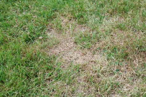 Solved! Can My Dead Grass Be Saved? Here's How To Revive Dead Grass Grass Alternative, Grass Species, Bermuda Grass, Growing Grass, Aerate Lawn, Types Of Grass, Lawn Service, Natural Fertilizer, Green Lawn