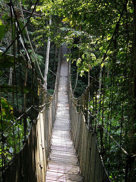 South America Rainforest, Amazon Rainforest Tribe, Peru Rainforest, Hiking Rainforest, Peru Jungle, Rainforest Amazon, Brazil Amazon Rainforest, Brazil Rainforest, Peru Amazon