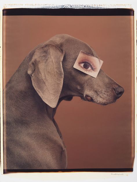 BBC Arts - BBC Arts - Pup art: Polaroids of William Wegman’s loyal Weimaraners William Wegman, Weimaraner Dogs, Golden Puppy, Dog Grooming Business, Pet Photos, Black Lab Puppies, Black Labs, Lab Puppies, Man Ray