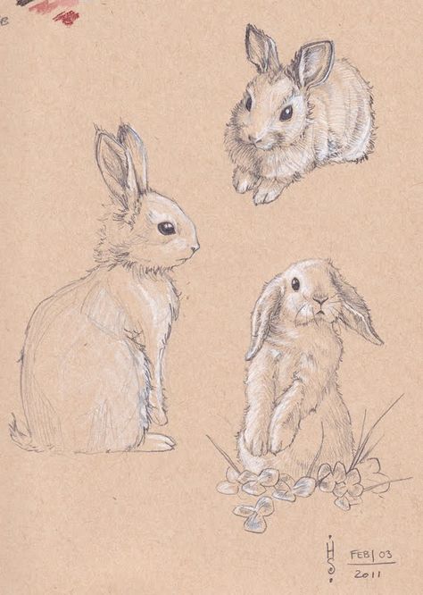 HEATHER SOULIERE ART: Happy Chinese New Year! Bunny Lop Eared, Rabbit Sketch, Bunny Sketch, Bunny Sketches, Rabbit Drawing, Bunny Drawing, Rabbit Art, Bunny Art, Art Happy