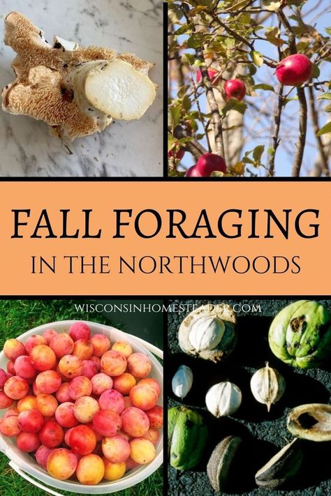 Fall is a great time for foraging in Wisconsin! With berries, fruits, mushrooms, and nuts to choose from, you’re sure to find something to eat from Mother Nature’s garden! Fall Foraging, Wisconsin Food, Sustainable Eating, Foraged Food, Simple Life, Natural Healing, Flower Beds, Mother Nature, Environmentally Friendly