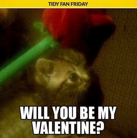 Will u be my Valentine Will You Be My Valentine Aesthetic, Do U Wanna Be My Valentine, Will You Be My Valentine Funny, Will U Be My Valentine, You Are Now My Girlfriend Cat, Valentines 2024, Cat Valentine Memes Funny, Cat Love You Meme, I Want U