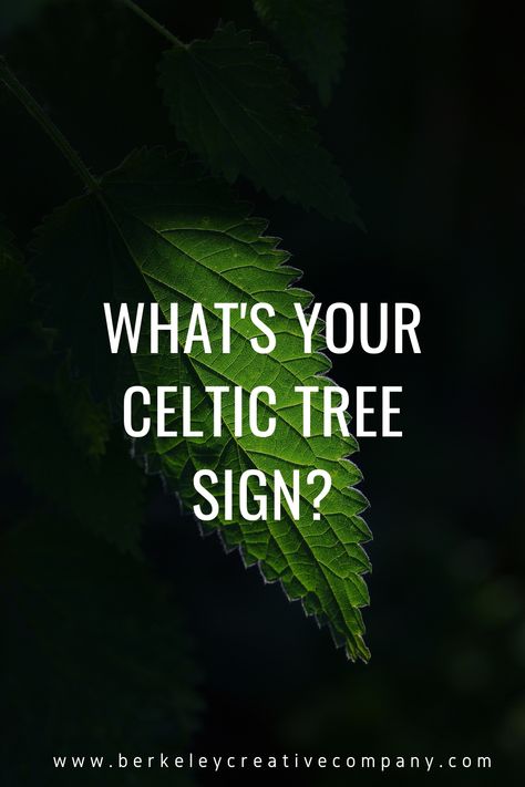 Celtic New Year, Snake Symbolism, Celtic Zodiac Signs, Celtic Tree Astrology, Celtic Zodiac, Celtic Astrology, Year Of The Snake, Celtic Tree Of Life, Celtic Tree