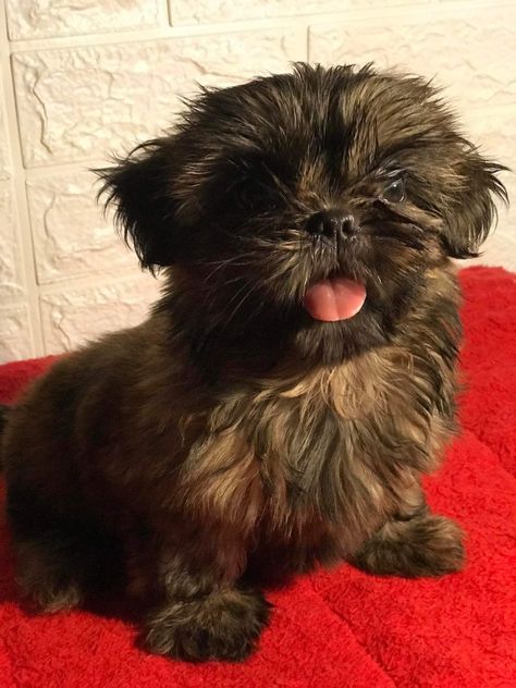 Brown Shih Tzu Puppy, Brown Shitzu, Brown Shih Tzu, Shih Tuz, Pretty Puppies, Chien Shih Tzu, Puppy Videos, Shitzu Puppies, Brown Puppies